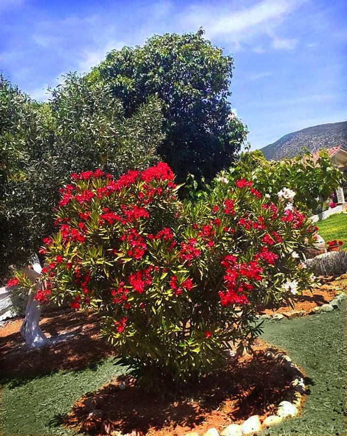 Villa Aelia - A Peaceful And Private Place Argostoli  Bagian luar foto